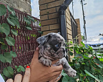 Собаки в Краснодаре: Мальчик лиловый мерль Мальчик, 35 000 руб. - фото 3