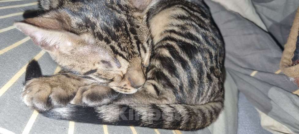 Кошки в Кемерово: Бенгальские котята с документами Мальчик, 50 000 руб. - фото 4