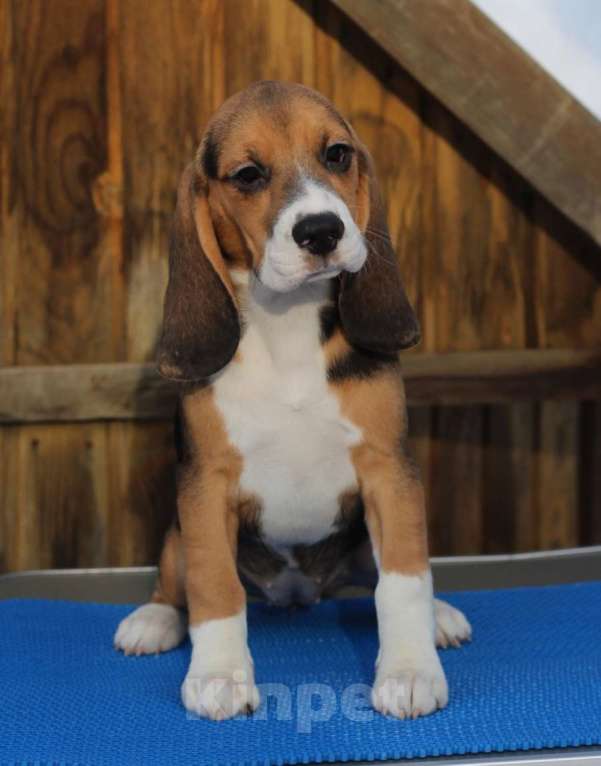 Собаки в других городах Московской области: Сука бигль. Девочка, 60 000 руб. - фото 1