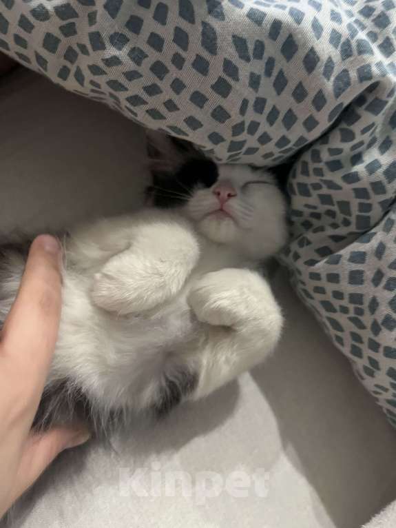 Кошки в Ижевске: котенок (девочка) в добрые руки  Девочка, Бесплатно - фото 5