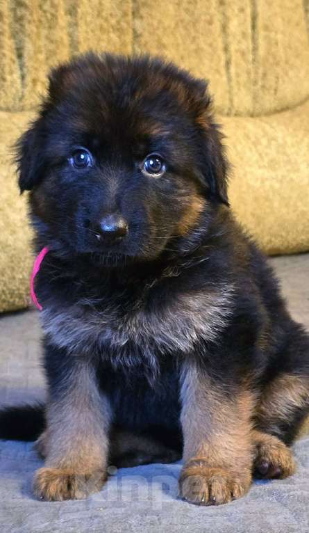 Собаки в Санкт-Петербурге: Щенок немецкой овчарки длинношерстной Девочка, 60 000 руб. - фото 4