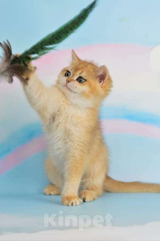 Кошки в Тамбове: Британская шиншилла  Мальчик, 80 000 руб. - фото 2