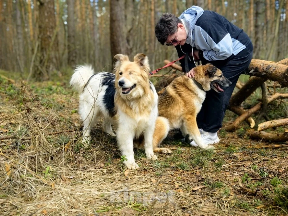 Собаки в Балашихе: Мишелька ищет дом Мальчик, Бесплатно - фото 1