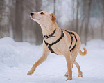 Собаки в Москве: Паппи ищет дом  Мальчик, Бесплатно - фото 5