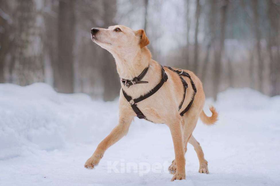 Собаки в Москве: Паппи ищет дом  Мальчик, Бесплатно - фото 5