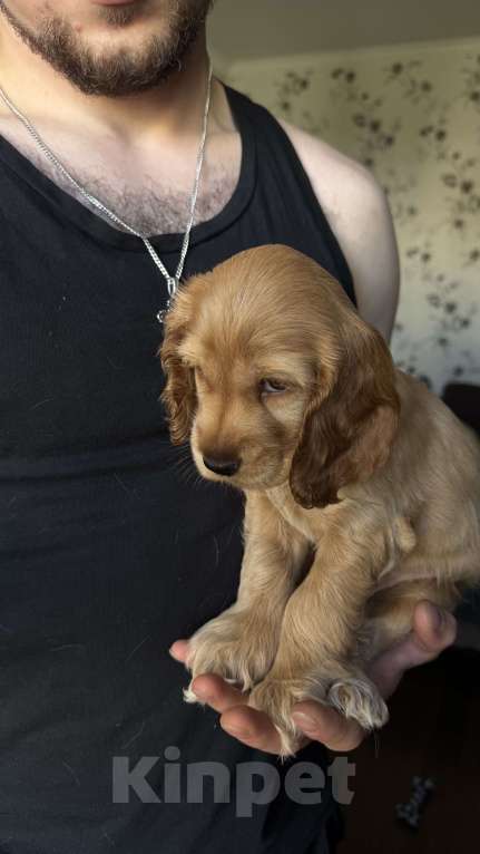 Собаки в Москве: Мальчик - рыжий  Мальчик, Бесплатно - фото 6