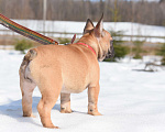 Собаки в Москве: Девочка Девочка, 50 000 руб. - фото 10