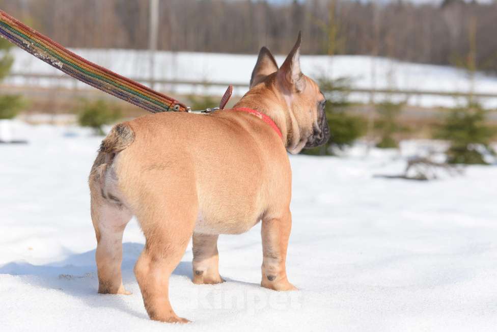 Собаки в Москве: Девочка Девочка, 50 000 руб. - фото 10