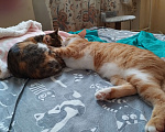 Кошки в Санкт-Петербурге: Котенок девочка Девочка, Бесплатно - фото 4