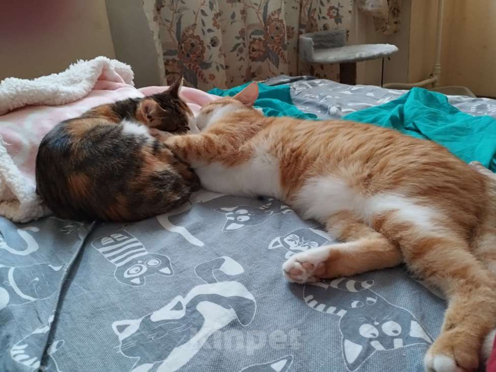 Кошки в Санкт-Петербурге: Котенок девочка Девочка, Бесплатно - фото 4