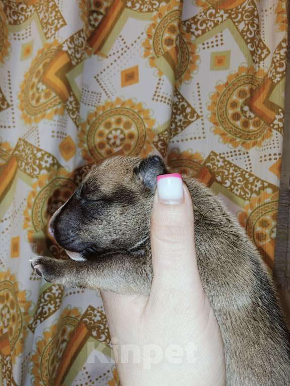 Собаки в Москве: Бультерьер стандартный, щенок Мальчик, Бесплатно - фото 7