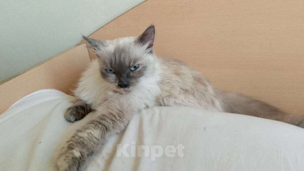 Кошки в Челябинске: Кошечку в добрые руки Девочка, Бесплатно - фото 1