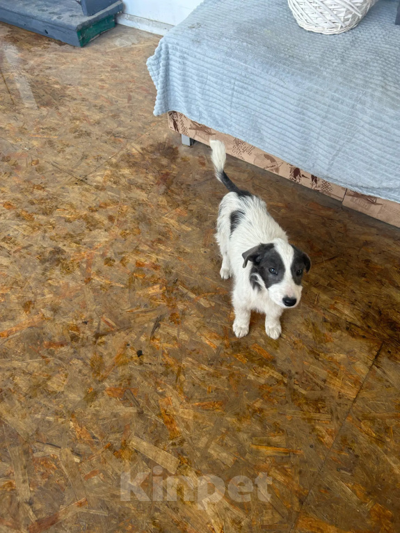 Собаки в Москве: Щенок-девочка в добрые руки! Девочка, Бесплатно - фото 1