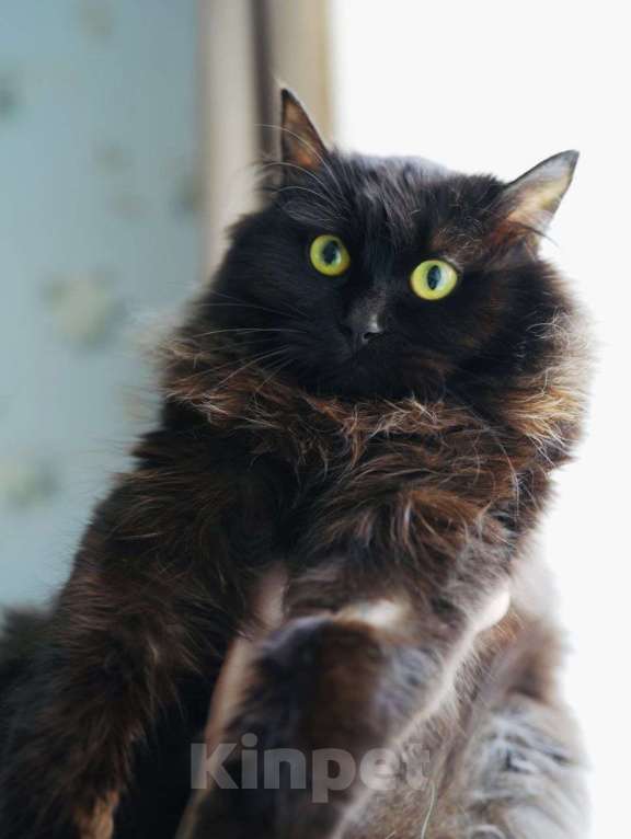 Кошки в Москве: Котенок Трюфель ищет дом Мальчик, Бесплатно - фото 5