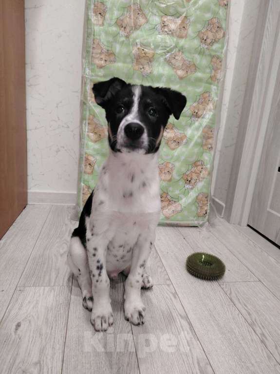 Собаки в Москве: Спайк якутенок Мальчик, Бесплатно - фото 9