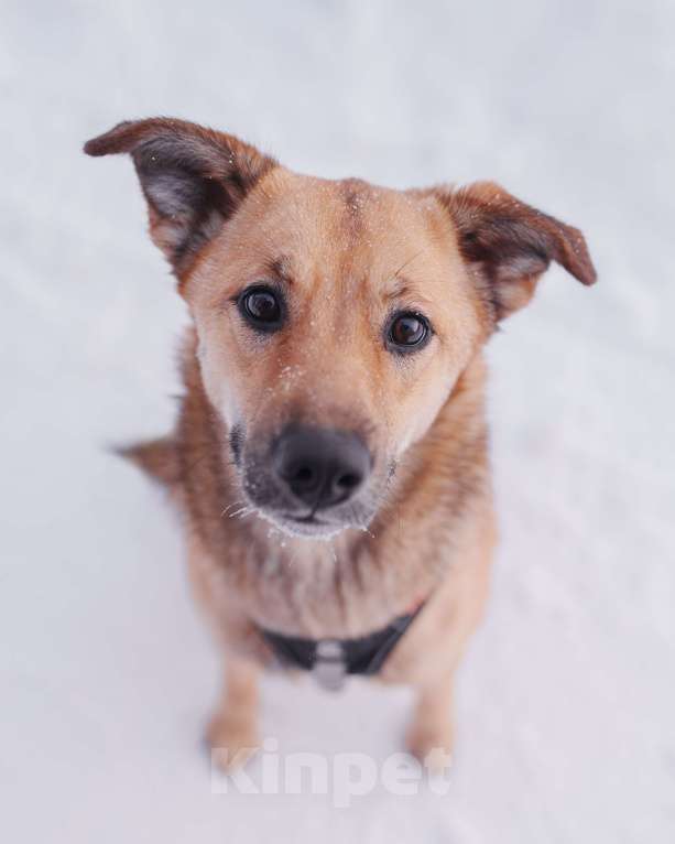 Собаки в Домодедово: Молодая собака Катя в добрые руки Девочка, Бесплатно - фото 3
