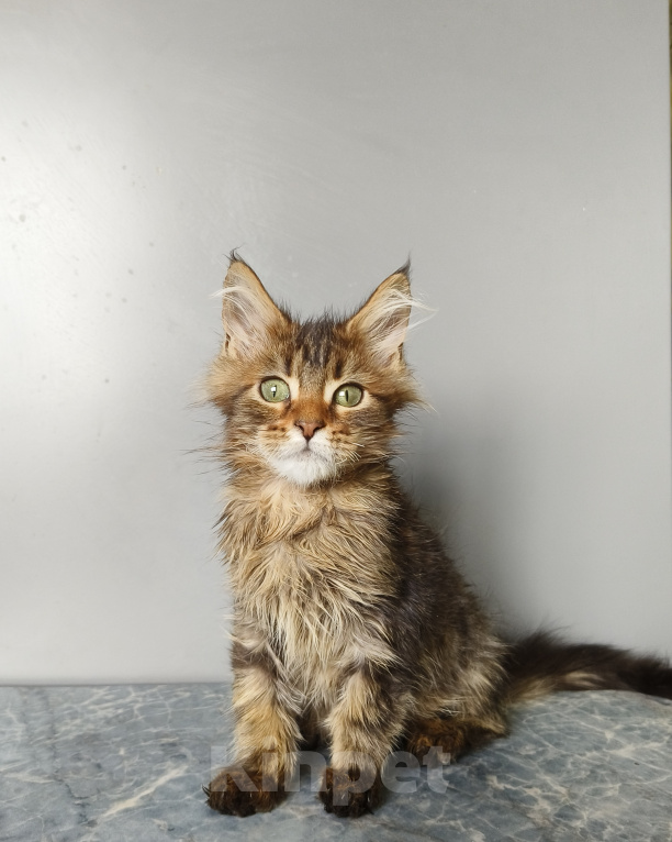 Кошки в Москве: Котёнок Мейн-кун Девочка Девочка, 40 000 руб. - фото 8