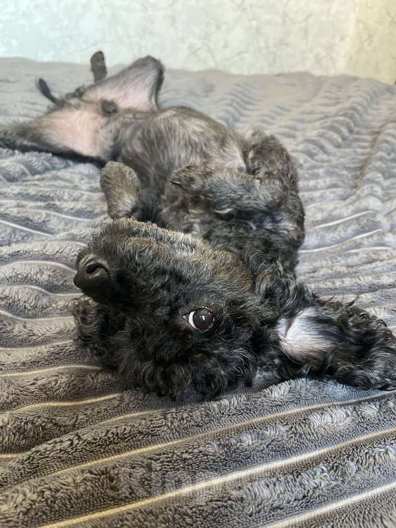 Собаки в Миллерово: Ищу ответственных и любящих родителей для Кокоса Мальчик, Бесплатно - фото 2