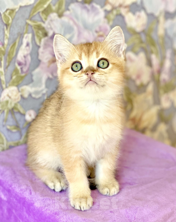 Кошки в Москве: Котик золотая шиншилла  Мальчик, 25 000 руб. - фото 3