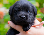 Собаки в Челябинске: Девочка чёрного лабрадора- ретривера 1 мес Девочка, 60 000 руб. - фото 3