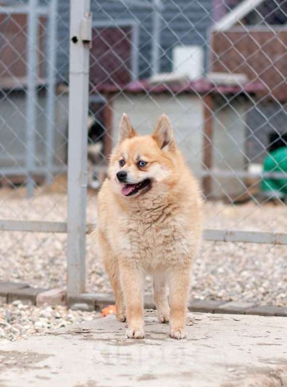 Собаки в Москве: Рыжая голубоглазая шипперке Роуз в добрые руки Девочка, Бесплатно - фото 2