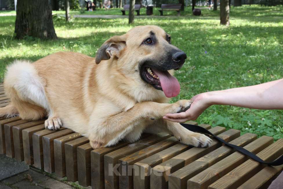 Собаки в Москве: Собака в добрые руки бесплатно Москва Мальчик, Бесплатно - фото 7