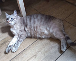 Кошки в Люберцах: Пропала кошка Девочка, Бесплатно - фото 2