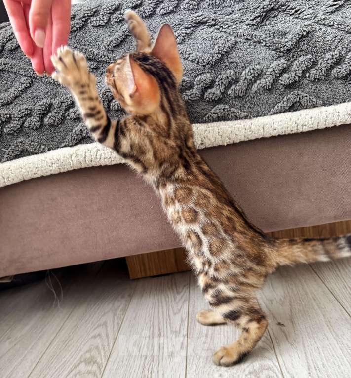 Кошки в Мытищах: Бенгальский котенок девочка Девочка, 65 000 руб. - фото 3