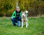 Собаки в Москве: Домашний маламут в добрые руки Мальчик, Бесплатно - фото 4