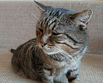 Кошки в Орлове: Животные, 10 руб. - фото 6