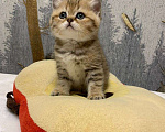 Кошки в Санкт-Петербурге: Британские котята Девочка, 35 000 руб. - фото 8