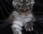 Кошки в Электростали: Котята мейн кун 2.5 мес Мальчик, 45 000 руб. - фото 7