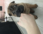 Собаки в Москве: Продаются высокопородные щенки Шарпея  Девочка, Бесплатно - фото 3