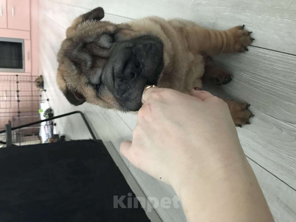 Собаки в Москве: Продаются высокопородные щенки Шарпея  Девочка, Бесплатно - фото 3