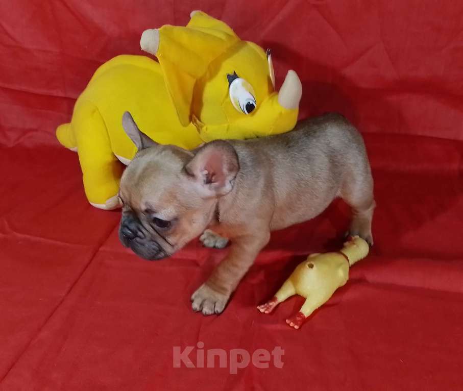 Собаки в Екатеринбурге: Очаровательные француженки Девочка, 25 000 руб. - фото 6