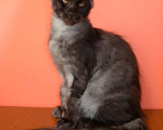 Кошки в Санкт-Петербурге: Мейн-Кун черный дым Antey Diesel Power  Мальчик, 80 000 руб. - фото 6