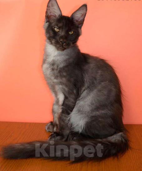 Кошки в Санкт-Петербурге: Мейн-Кун черный дым Antey Diesel Power  Мальчик, 80 000 руб. - фото 6
