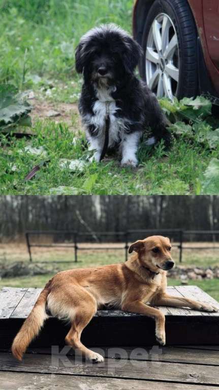 Собаки в Москве: Щенок девочка в добрые руки Девочка, Бесплатно - фото 3