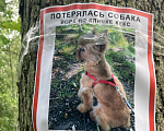 Собаки в Санкт-Петербурге: Потерялся пугливый йорк Мальчик, 1 руб. - фото 1