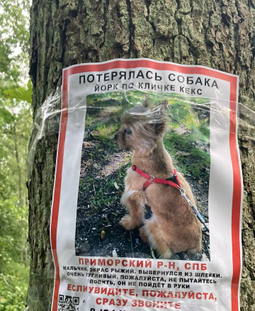 Собаки в Санкт-Петербурге: Потерялся пугливый йорк Мальчик, 1 руб. - фото 1