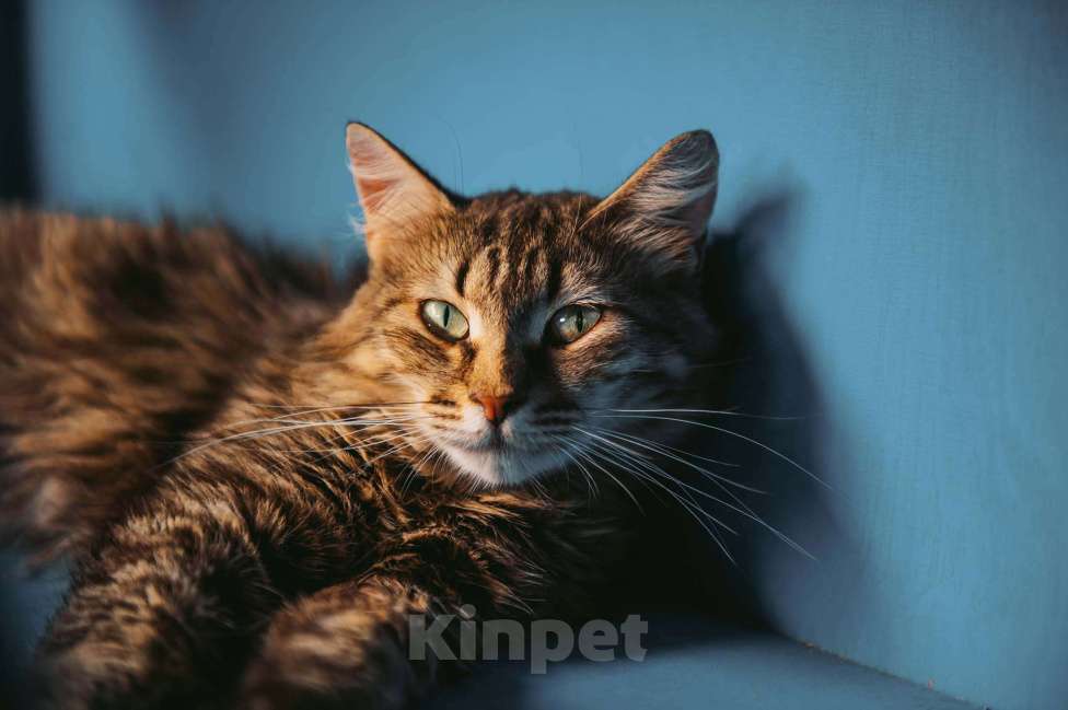 Кошки в других городах Московской области: Пастила украсит вашу жизнь! Девочка, Бесплатно - фото 1