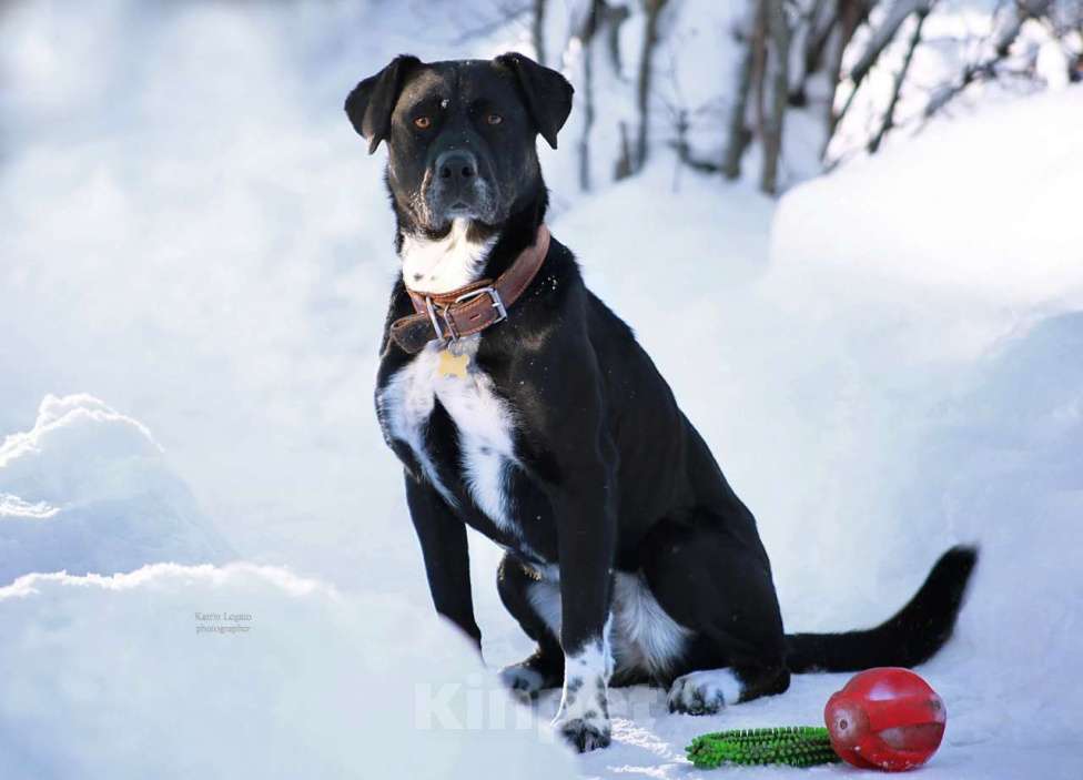 Собаки в Мытищах: Метис Ляля ищет дом Девочка, Бесплатно - фото 2