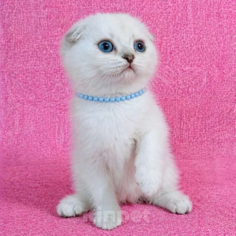 Кошки в Миассе: Девочка скоттиш фолд с голубыми глазами Девочка, 35 000 руб. - фото 1