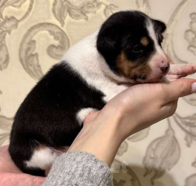 Собаки в Москве: Прекрасная малышка Басенджи Девочка, 90 000 руб. - фото 3