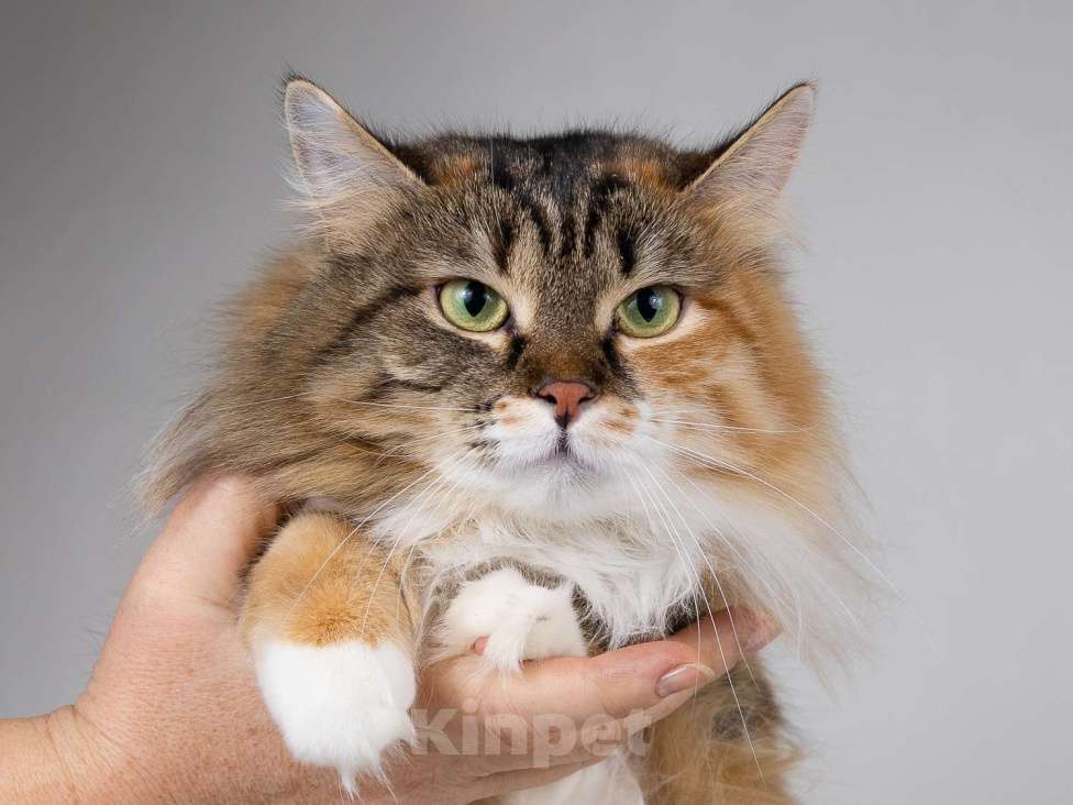 Кошки в Москве: Сибирячка Сандра в добрые руки Девочка, 1 руб. - фото 5