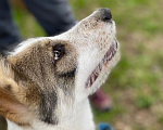Собаки в Ивантеевке: Щенок ищет дом и своего человека Мальчик, Бесплатно - фото 4