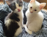 Кошки в Саратове: Котёнок Вечер ищет дом... Мальчик, Бесплатно - фото 3