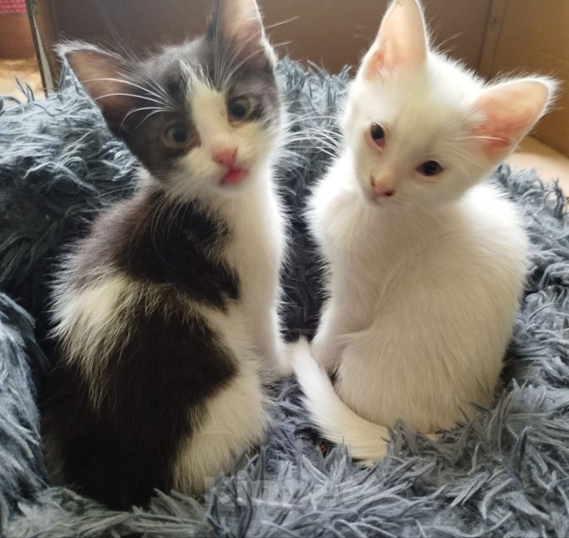 Кошки в Саратове: Котёнок Вечер ищет дом... Мальчик, Бесплатно - фото 3