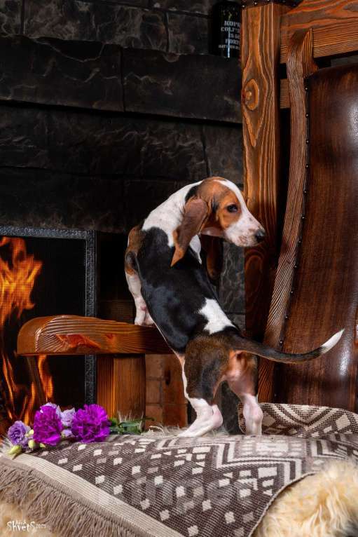 Собаки в Истре: Артезиано-нормандский бассет Девочка, 150 000 руб. - фото 3