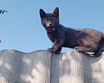 Кошки в Белгороде: 19 июля вечером пропал котенок 3 месяца,возле кирпичного переулка 4 Мальчик, 1 000 руб. - фото 1